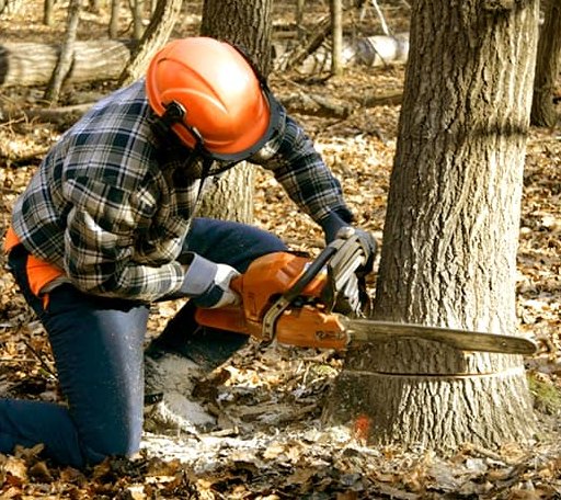 Tree Removal in Sardinia, OH